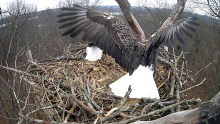 Hanover Eagles Live Cam - Dec 10, 2025, 12:55pm EST
