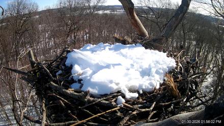 Hanover Eagles Live Cam - Jan 30, 2026, 1:56pm EST