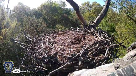 Hanover Eagles Live Cam - Apr 27, 2026, 8:42am EDT