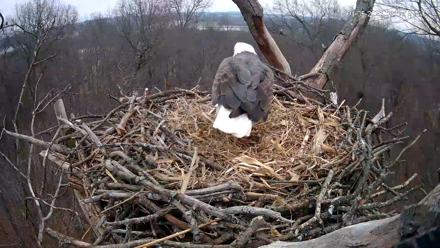 Hanover Eagles Live Cam - Jan 5, 2026, 4:57pm EST