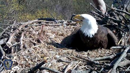 Hanover Eagles Live Cam - Apr 14, 2026, 3:51pm EDT