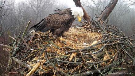 Hanover Eagles Live Cam - Mar 4, 2026, 3:36pm EST