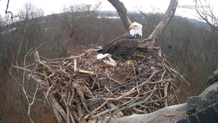 Hanover Eagles Live Cam - Dec 4, 2025, 1:11pm EST