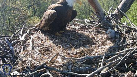 Hanover Eagles Live Cam - Apr 18, 2026, 10:08am EDT