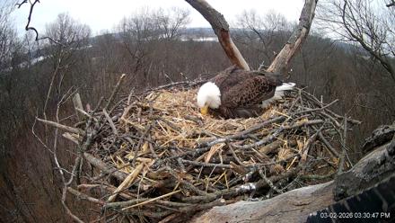 Hanover Eagles Live Cam - Mar 2, 2026, 3:31pm EST