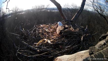 Hanover Eagles Live Cam - Feb 21, 2026, 8:20am EST