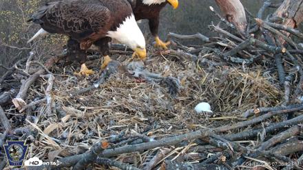 Hanover Eagles Live Cam - Apr 11, 2026, 7:37pm EDT