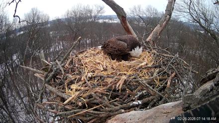 Hanover Eagles Live Cam - Feb 26, 2026, 7:15am EST