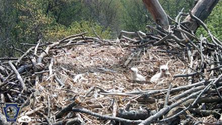 Hanover Eagles Live Cam - Apr 17, 2026, 12:10pm EDT
