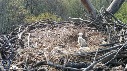 Hanover Eagles Live Cam - Apr 16, 2026, 10:07am EDT