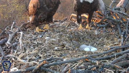 Hanover Eagles Live Cam - Apr 12, 2026, 6:49am EDT