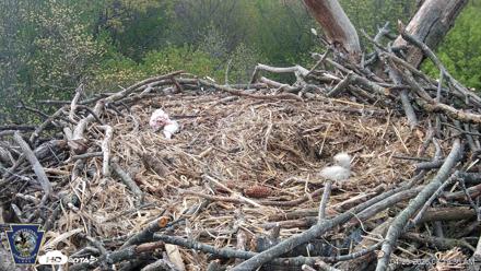 Hanover Eagles Live Cam - Apr 20, 2026, 8:19am EDT