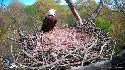 Hanover Eagles Live Cam - Apr 21, 2026, 3:11pm EDT