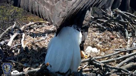 Hanover Eagles Live Cam - Apr 12, 2026, 1:20pm EDT