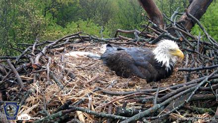 Hanover Eagles Live Cam - Apr 19, 2026, 7:15am EDT