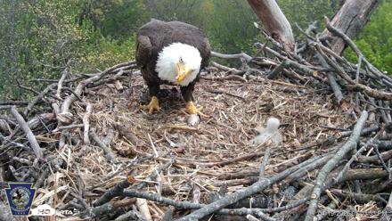 Hanover Eagles Live Cam - Apr 19, 2026, 5:04pm EDT