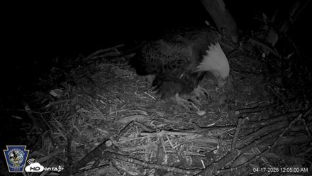 Hanover Eagles Live Cam - Apr 17, 2026, 12:05am EDT