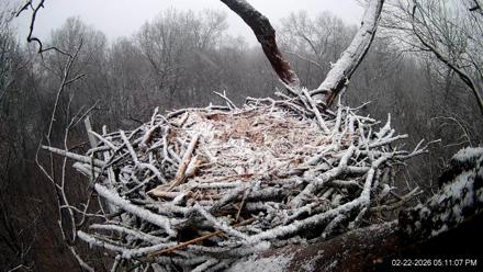 Hanover Eagles Live Cam - Feb 22, 2026, 5:12pm EST