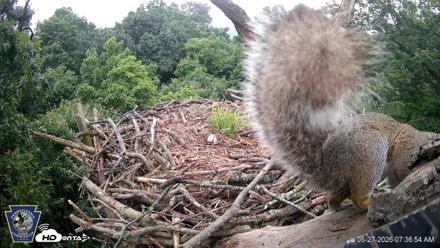 Hanover Eagles Live Cam - May 27, 2026, 7:37am EDT