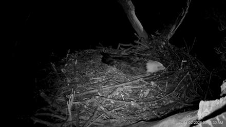 Hanover Eagles Live Cam - Apr 2, 2026, 3:06am EDT