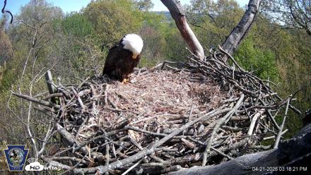 Hanover Eagles Live Cam - Apr 21, 2026, 3:18pm EDT