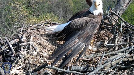 Hanover Eagles Live Cam - Apr 16, 2026, 4:13pm EDT