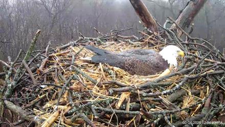 Hanover Eagles Live Cam - Mar 4, 2026, 12:05pm EST