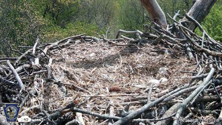 Hanover Eagles Live Cam - Apr 20, 2026, 12:40pm EDT