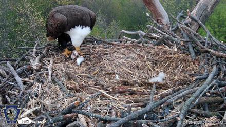 Hanover Eagles Live Cam - Apr 20, 2026, 6:26am EDT