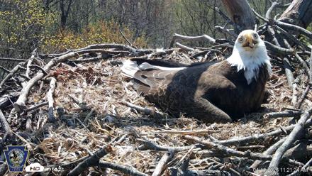 Hanover Eagles Live Cam - Apr 14, 2026, 11:21am EDT