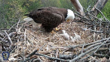 Hanover Eagles Live Cam - Apr 18, 2026, 2:50pm EDT