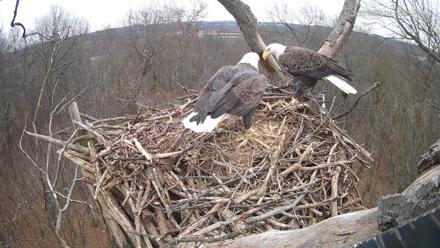Hanover Eagles Live Cam - Dec 5, 2025, 1:56pm EST