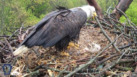 Hanover Eagles Live Cam - Apr 19, 2026, 11:12am EDT