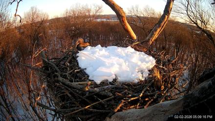 Hanover Eagles Live Cam - Feb 2, 2026, 5:09pm EST