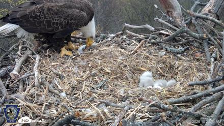 Hanover Eagles Live Cam - Apr 13, 2026, 10:22am EDT