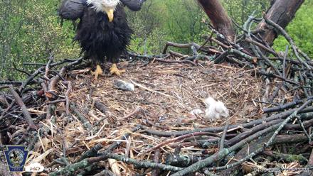 Hanover Eagles Live Cam - Apr 19, 2026, 11:11am EDT