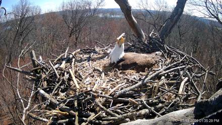 Hanover Eagles Live Cam - Mar 18, 2026, 1:36pm EDT