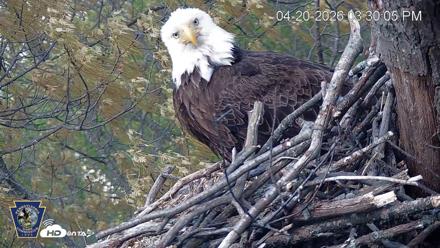 Hanover Eagles Live Cam - Apr 20, 2026, 3:30pm EDT