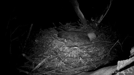 Hanover Eagles Live Cam - Mar 9, 2026, 12:24am EDT