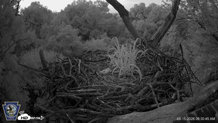 Hanover Eagles Live Cam - Aug 15, 2026, 6:31am EDT