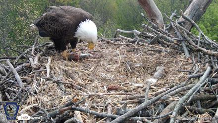 Hanover Eagles Live Cam - Apr 20, 2026, 12:44pm EDT