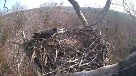 Hanover Eagles Live Cam - Dec 1, 2025, 1:52pm EST