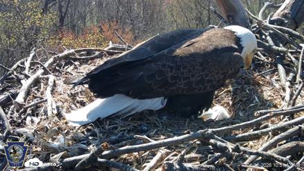 Hanover Eagles Live Cam - Apr 12, 2026, 10:51am EDT