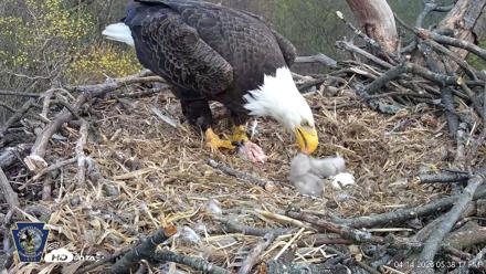 Hanover Eagles Live Cam - Apr 14, 2026, 5:39pm EDT