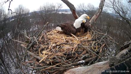 Hanover Eagles Live Cam - Feb 26, 2026, 7:11am EST