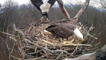 Hanover Eagles Live Cam - Jan 6, 2026, 9:29am EST