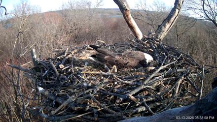 Hanover Eagles Live Cam - Mar 13, 2026, 5:39pm EDT