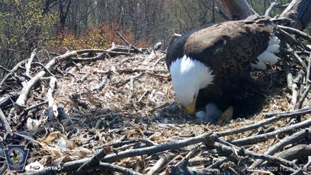 Hanover Eagles Live Cam - Apr 12, 2026, 11:24am EDT