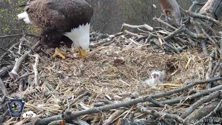 Hanover Eagles Live Cam - Apr 13, 2026, 8:14am EDT
