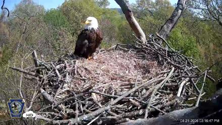Hanover Eagles Live Cam - Apr 21, 2026, 3:17pm EDT